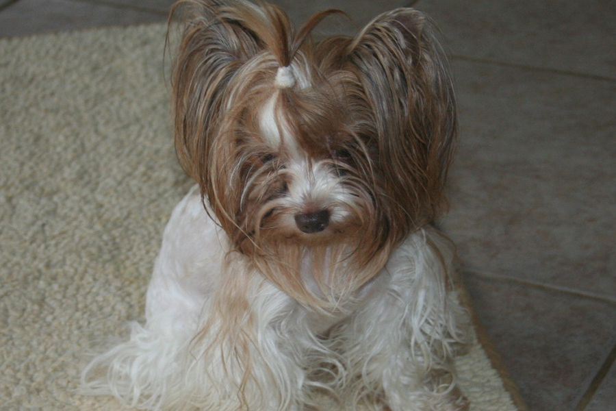 chocolate-colored-parti-yorkie-sacramento-900x600-6580