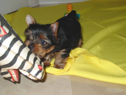 yorkie-sacramento-josh