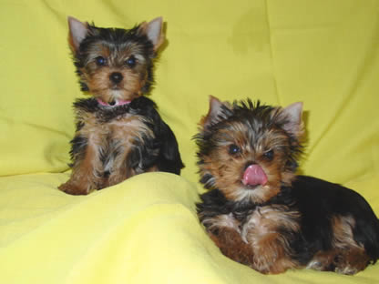 yorkie-sacramento-nunny-pj-genesis