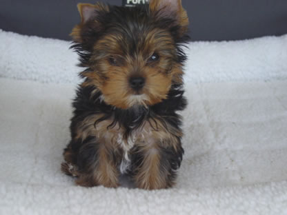 yorkie-sacramento-pj-genesis