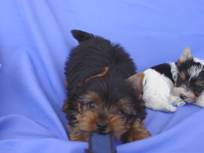 yorkie-sacramento-pj-joey