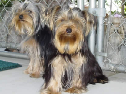 yorkie-sacramento-tippi-lindsay