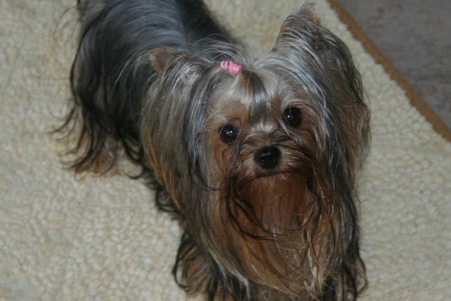 yorkshire-terrier-sacramento-900x600-030