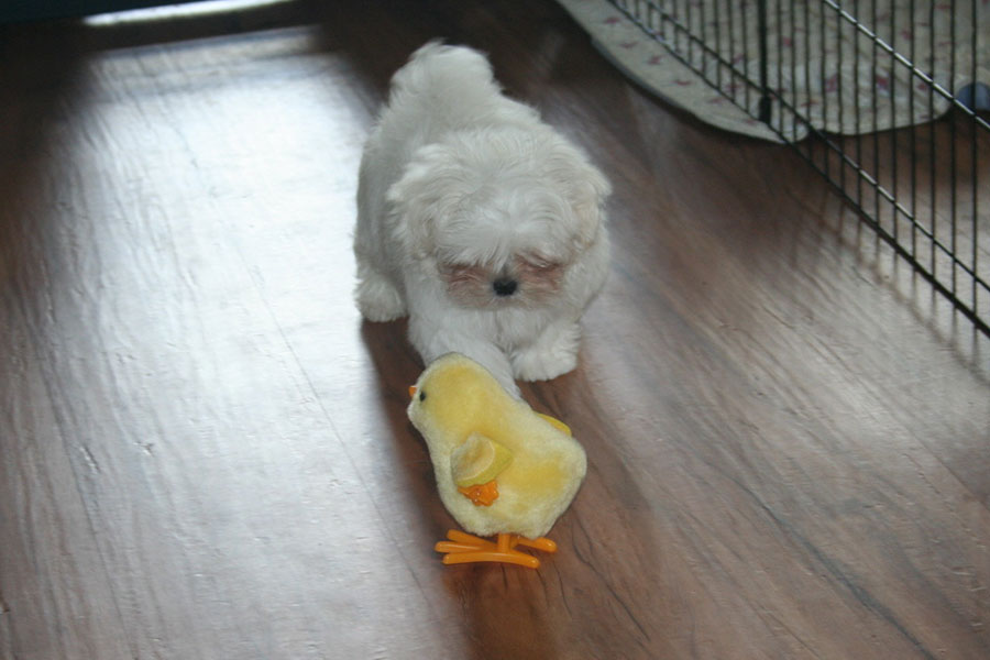 maltese-sacramento-6119-900x600