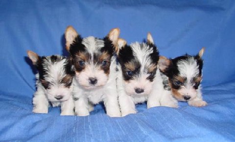 parti-yorkie-bnsy-bnky-puppies