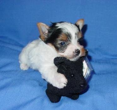 parti-yorkie-puppy-bnsy-bnky-karlie