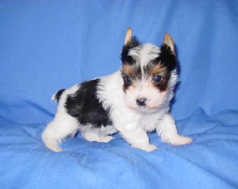 parti-yorkie-puppy-bnsy-bnky-kobie