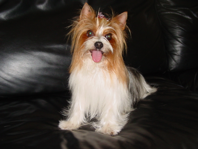 yorkie-employee-of-the-month