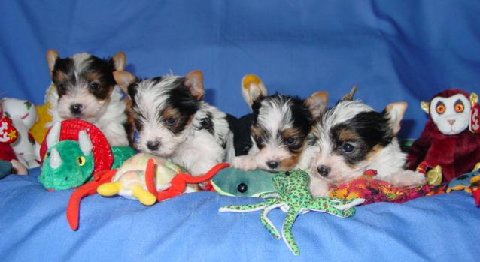 yorkie-puppies-bnsy-bnky-