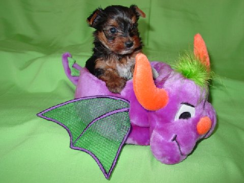 yorkie-puppy-bnsy-tippi