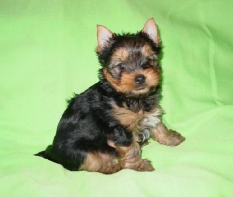 yorkie-puppy-reggie-btzy-kissy