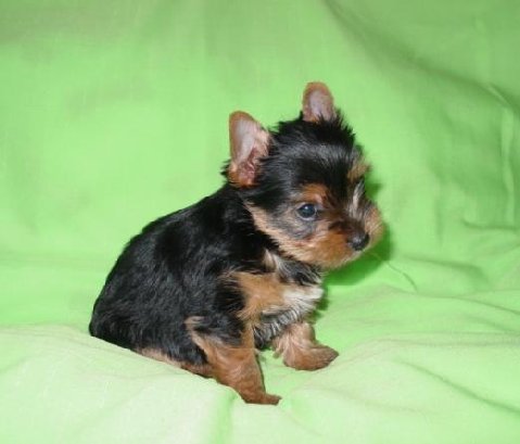 yorkie-puppy-reggie-btzy-kylie