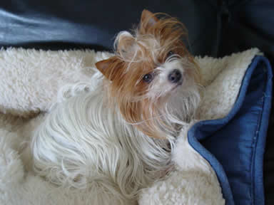 yorkie-varmint-busters-01