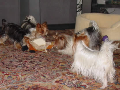 yorkie-varmint-busters-04