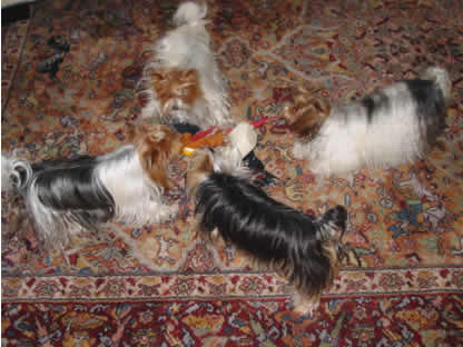 yorkie-varmint-busters-05