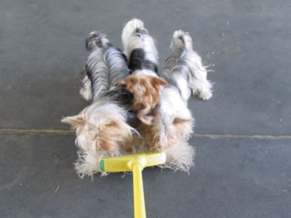 your-broom-on-yorkies-02