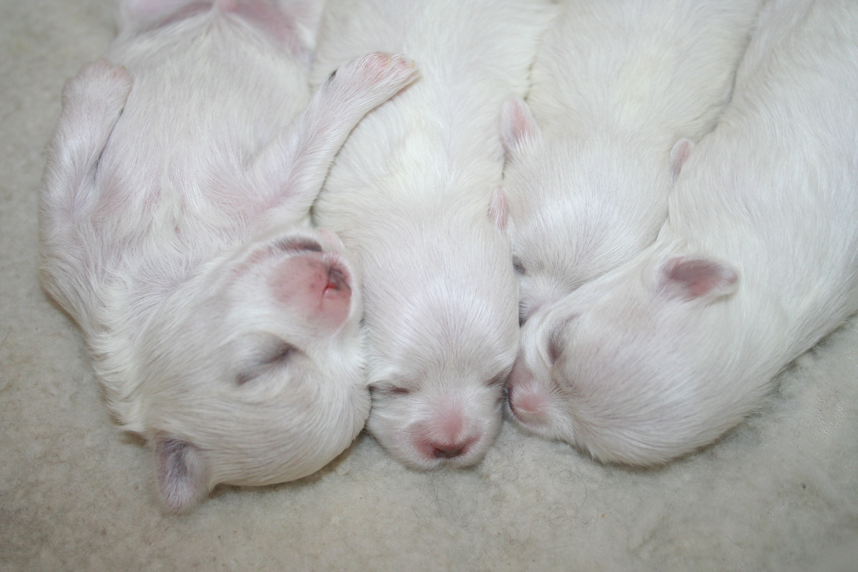 maltese-sacramento-011