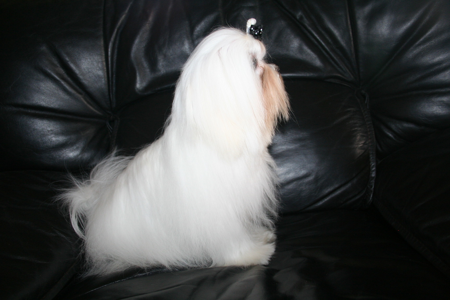 maltese-sacramento-119