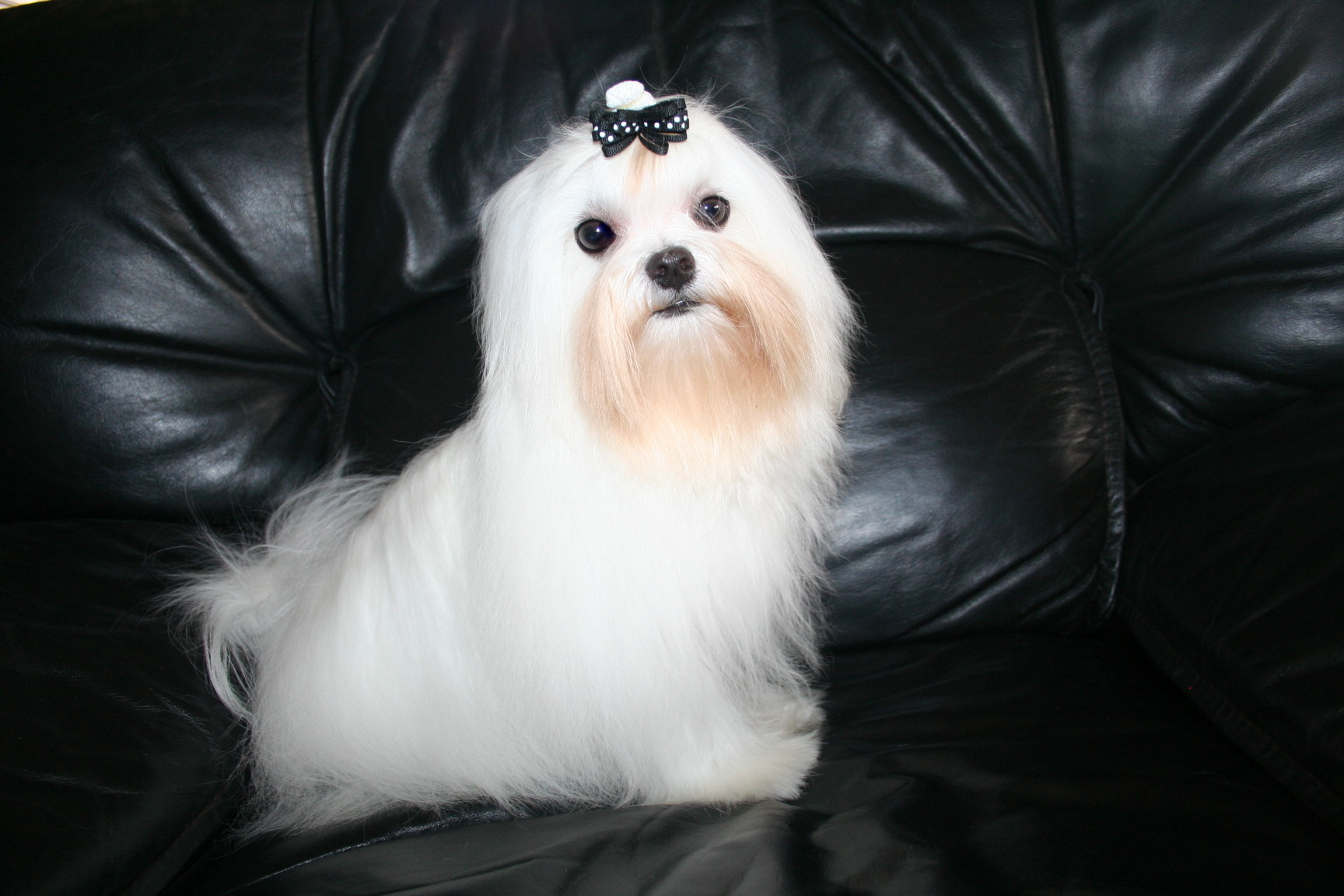 maltese-sacramento-120