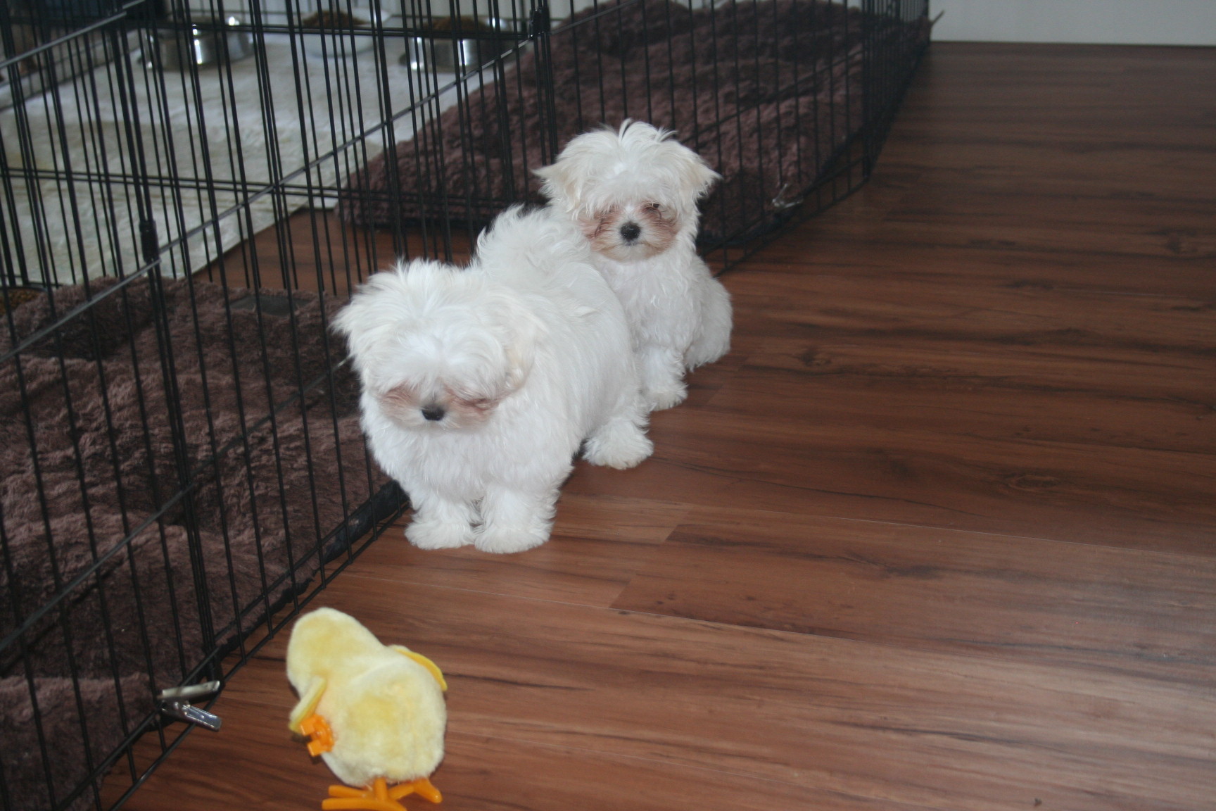 maltese-sacramento-6130