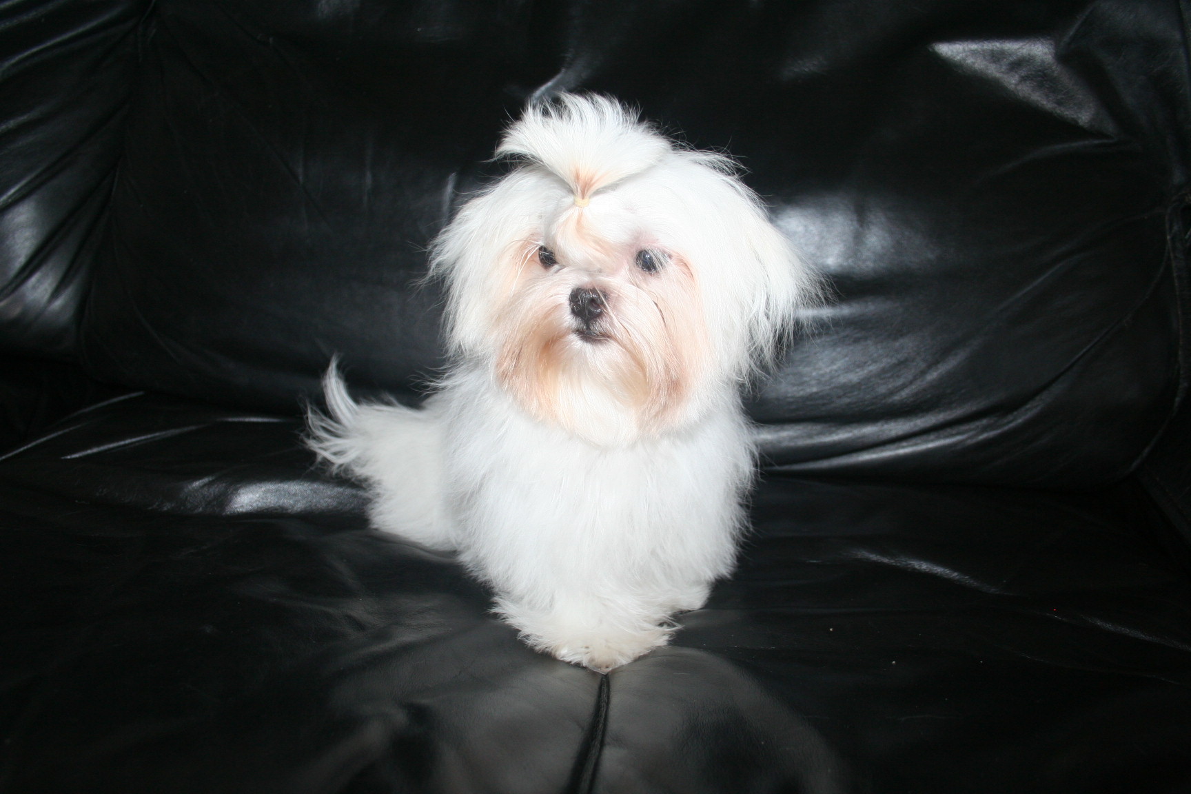 maltese-sacramento-6649