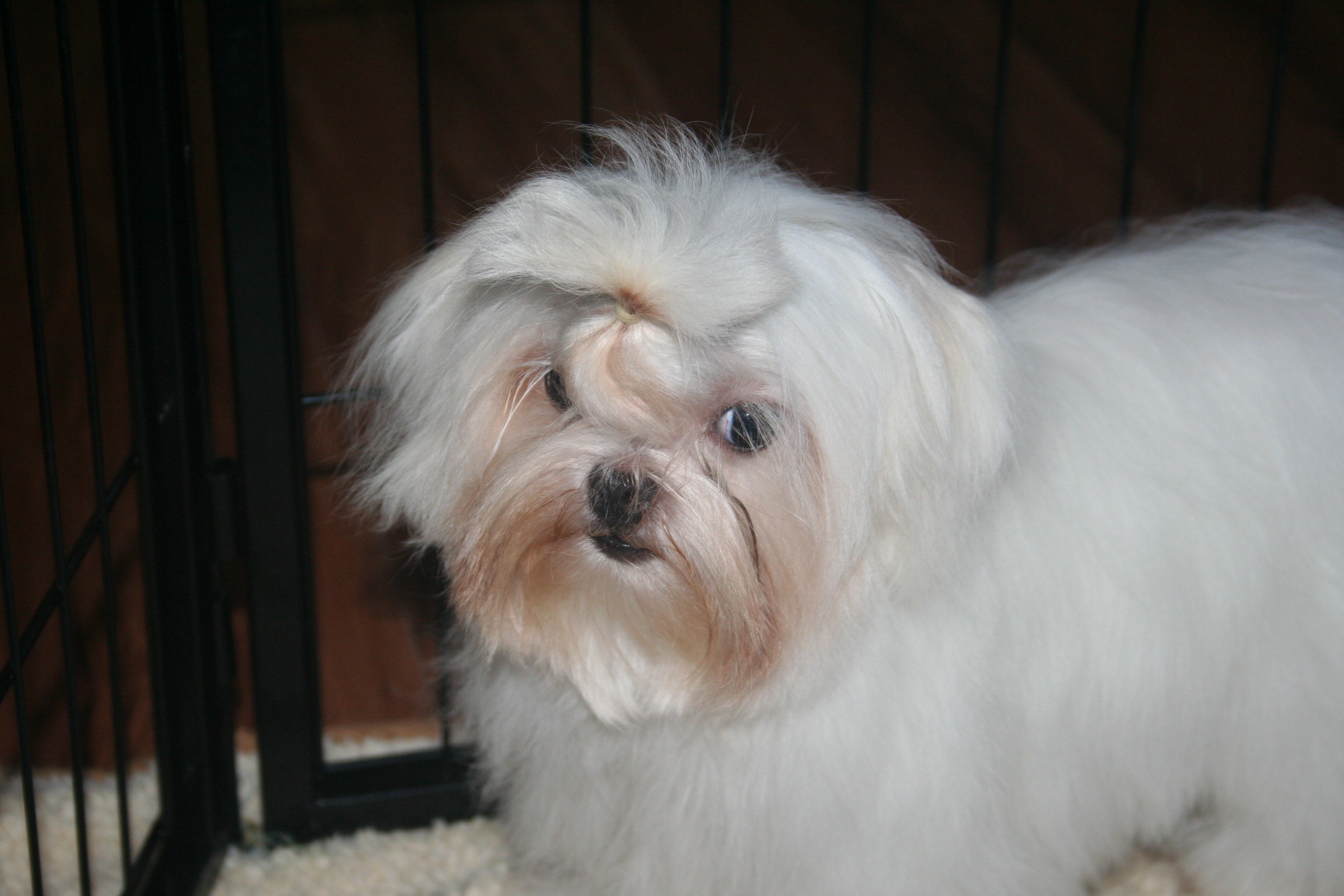 maltese-sacramento-6662