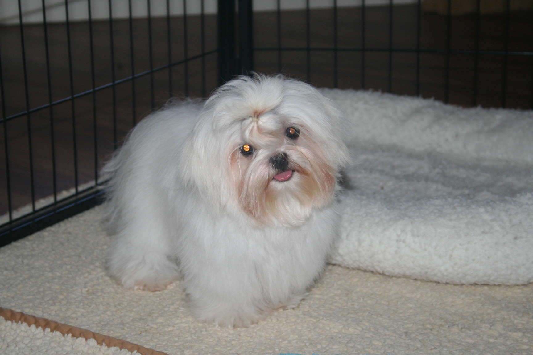 maltese-sacramento-6663