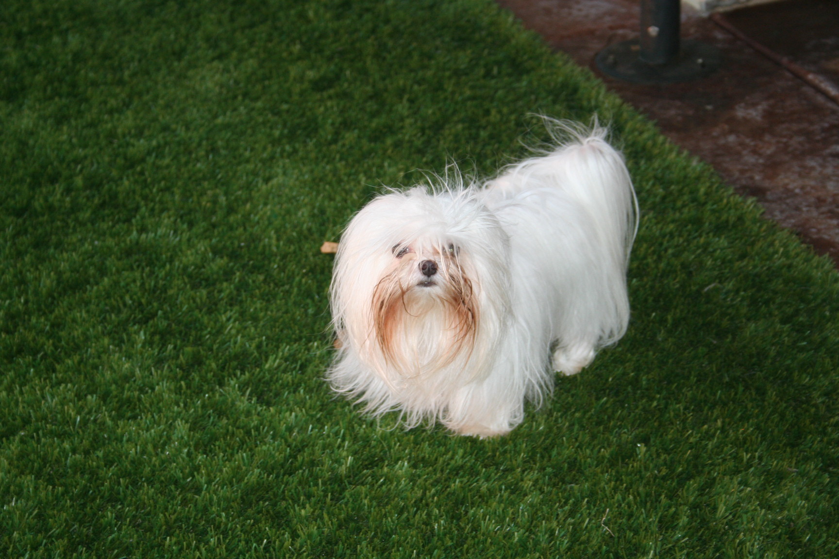 maltese-sacramento-7415