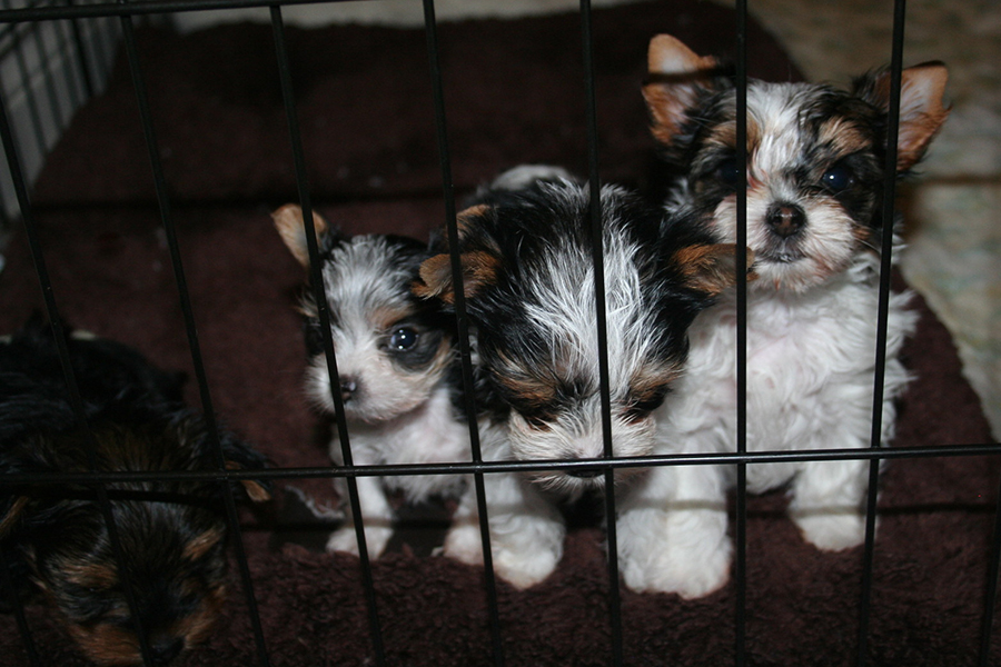 parti-yorkie-puppies-sacramento-900x600-7839