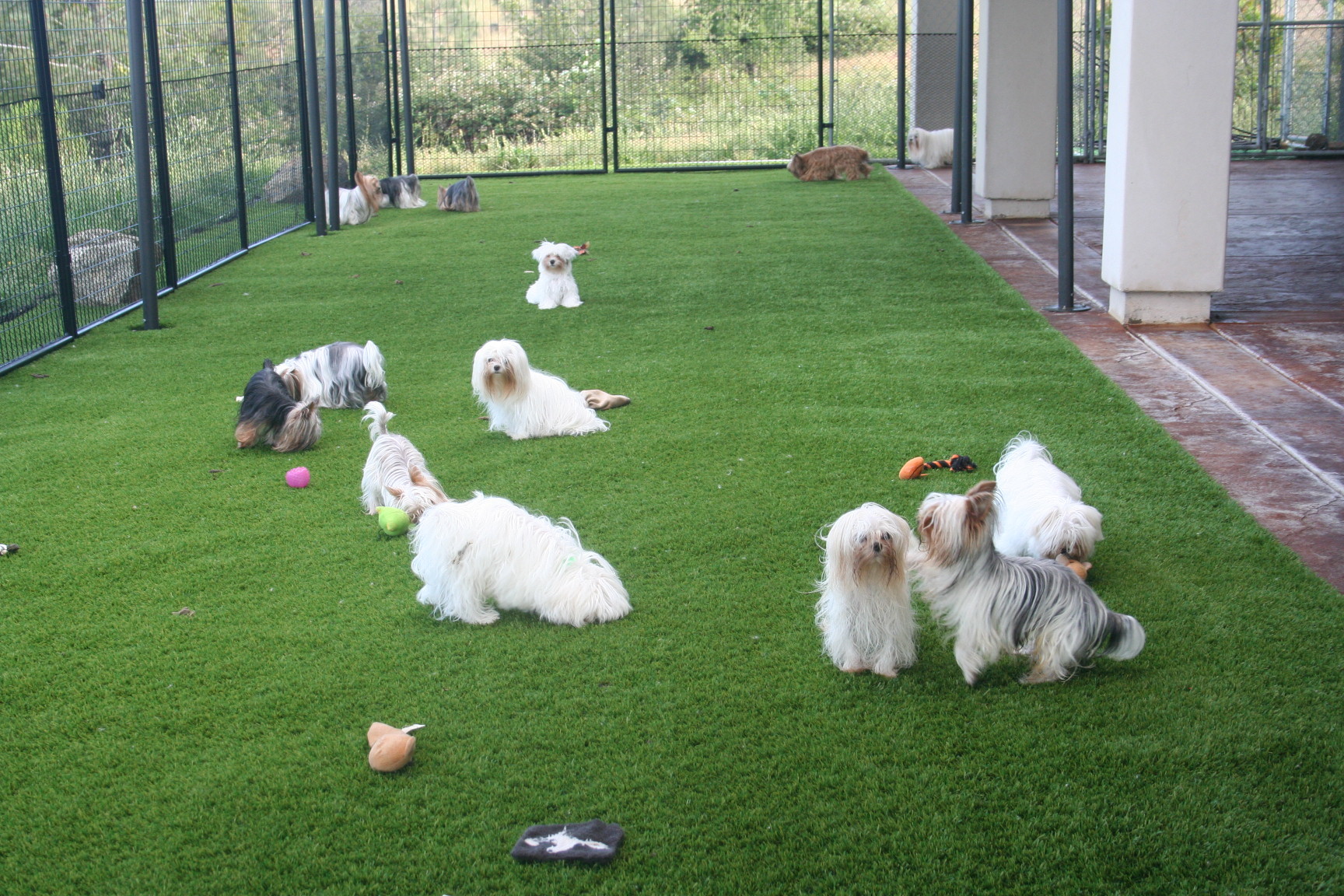 yorkie-maltese-sacramento-6488