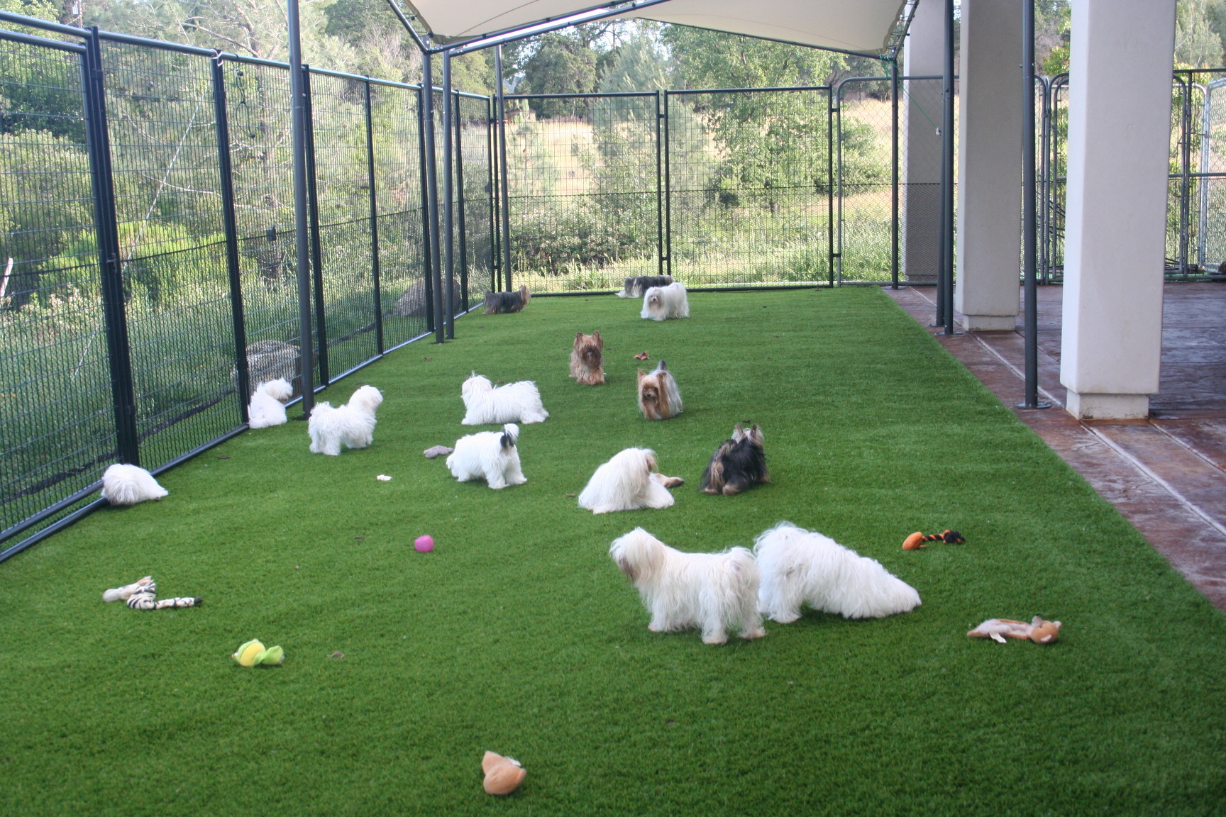 yorkie-maltese-sacramento-6491