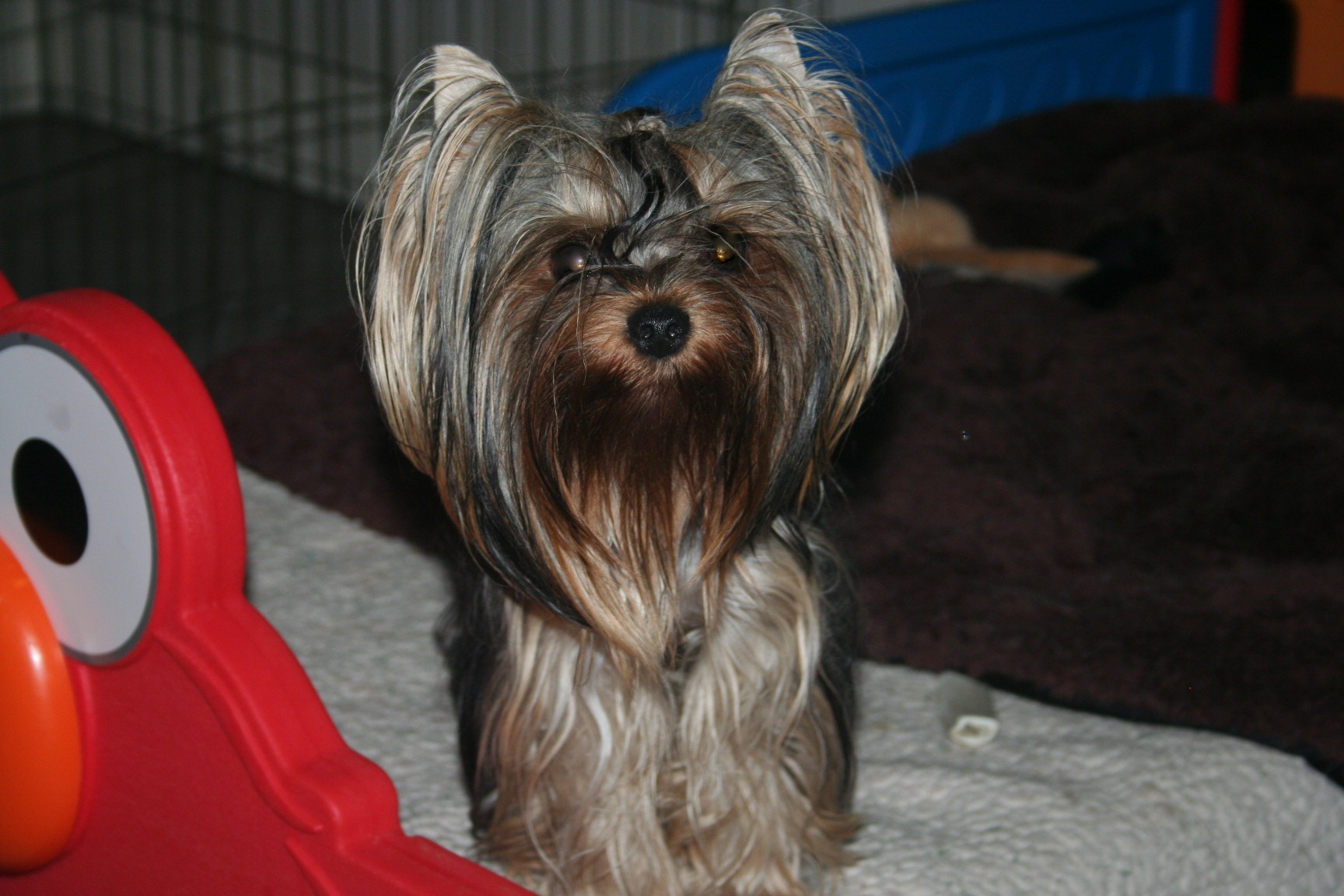yorkshire-terrier-sacramento-6614